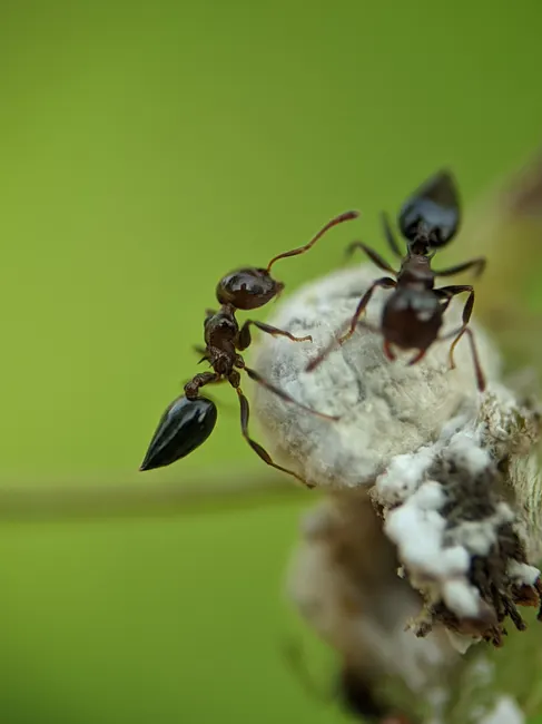 Detail Ant Macro Photography Number 3