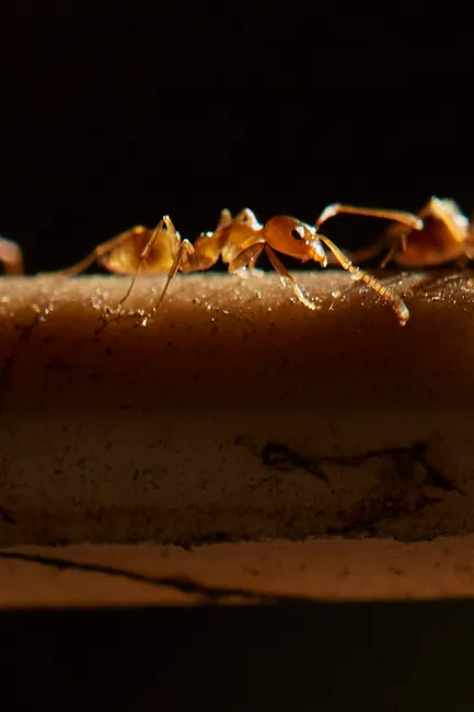 Detail Ant Macro Photography Number 4