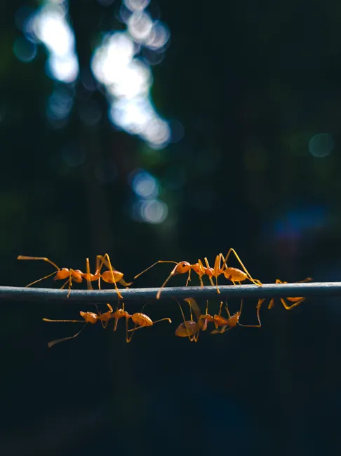 Detail Ant Macro Photography Number 5