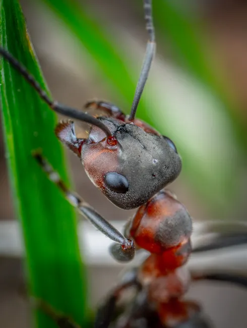 Detail Ant Macro Photography Number 6