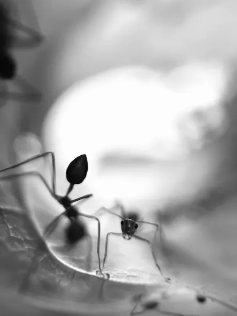 Detail Ant Macro Photography Number 7