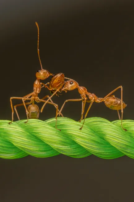 Detail Ant Macro Photography Number 8