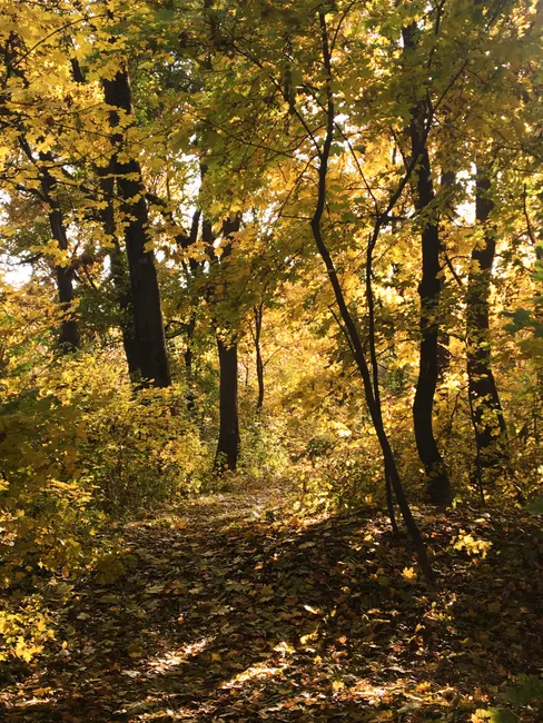 Detail Autumn Forest Trail Golden Light Number 8