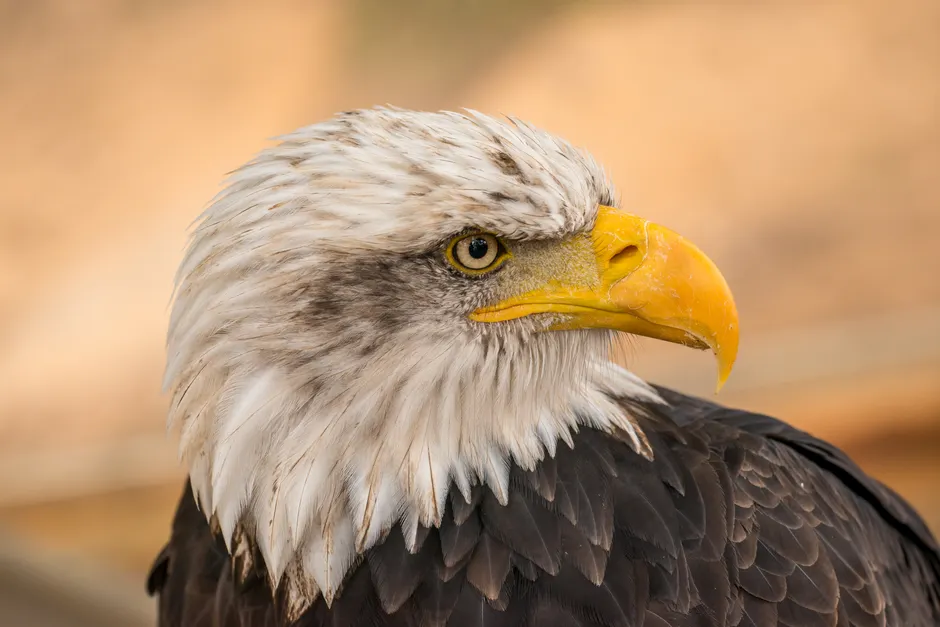 Detail Bald Eagle Close Up Number 2