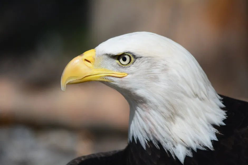Detail Bald Eagle Close Up Number 3