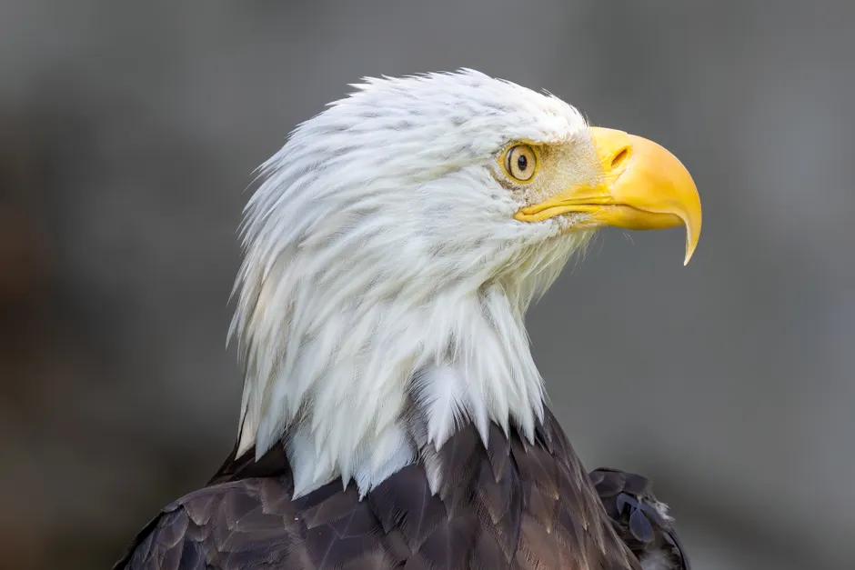 Detail Bald Eagle Close Up Number 4