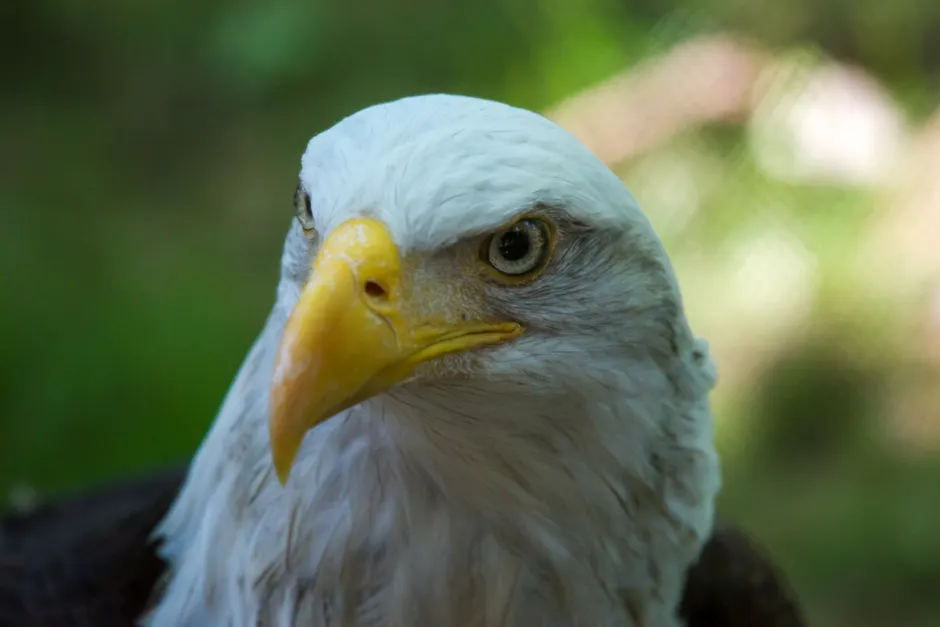 Detail Bald Eagle Close Up Number 5