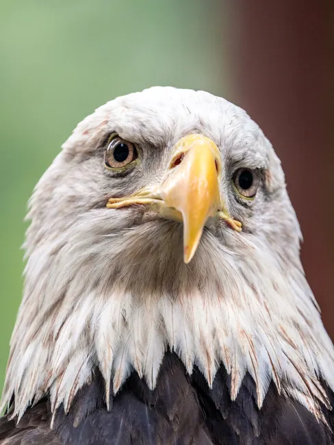Detail Bald Eagle Close Up Number 6
