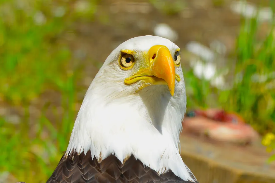 Detail Bald Eagle Close Up Number 7