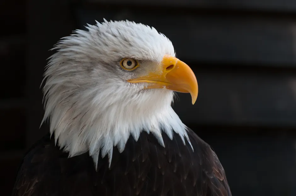 Detail Bald Eagle Close Up Number 8