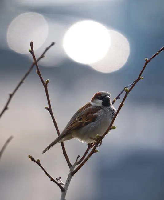 Bird On Branch Bokeh Background 23f5