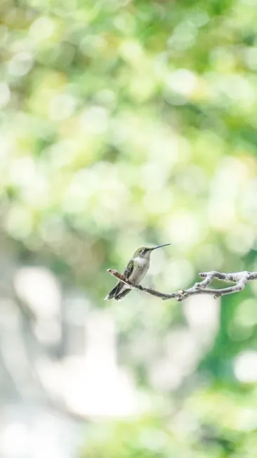 Detail Bird On Branch Bokeh Background Number 2