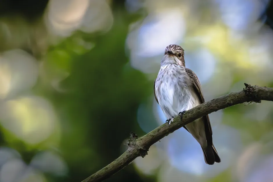 Detail Bird On Branch Bokeh Background Number 3