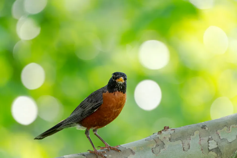 Detail Bird On Branch Bokeh Background Number 4