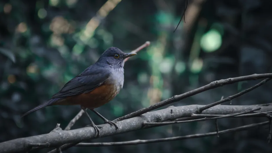 Detail Bird On Branch Bokeh Background Number 5