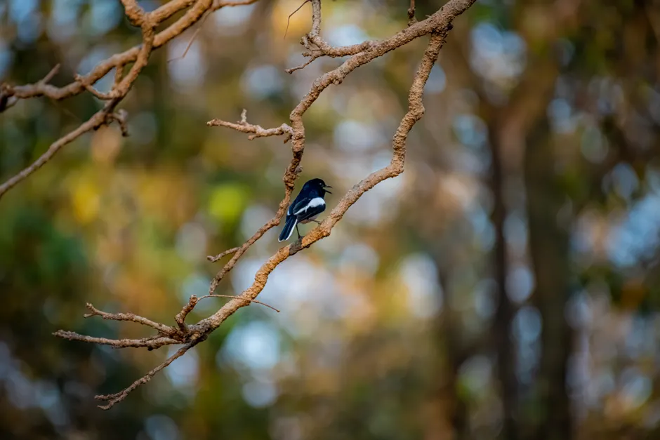 Detail Bird On Branch Bokeh Background Number 6