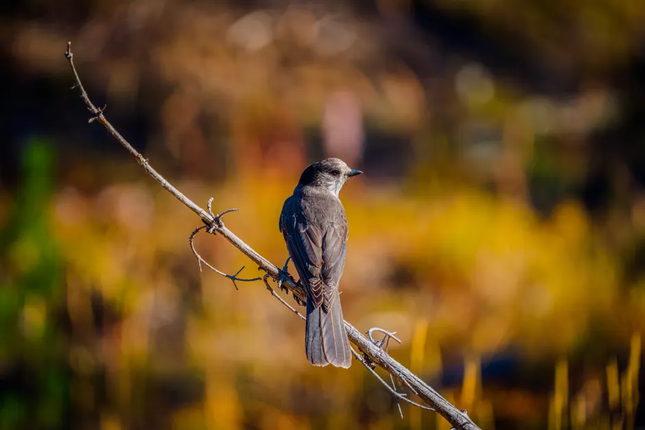 Detail Bird On Branch Bokeh Background Number 7