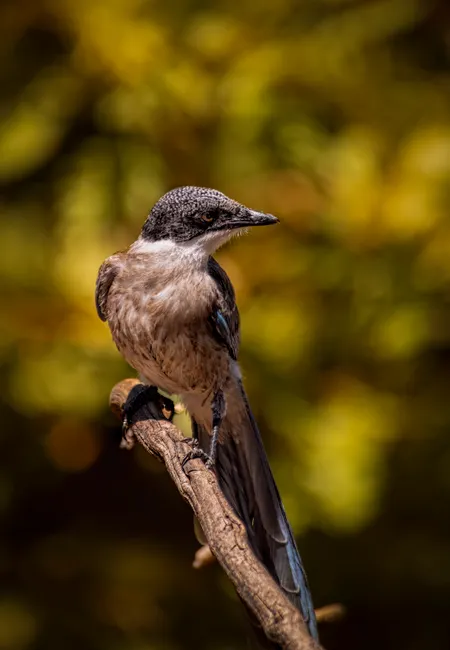 Detail Bird On Branch Bokeh Background Number 8