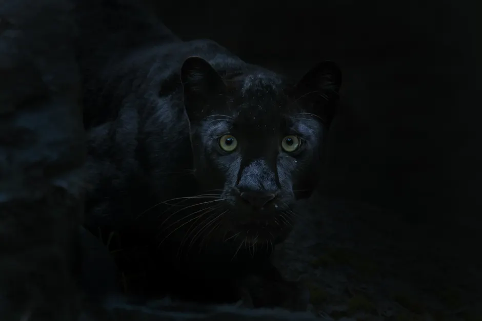Detail Black Panther Photo Number 2
