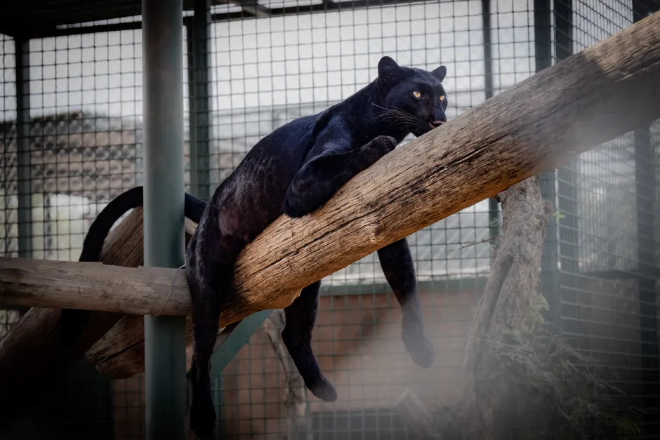 Detail Black Panther Photo Number 3