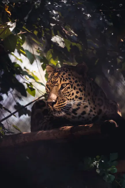 Detail Black Panther Photo Number 4