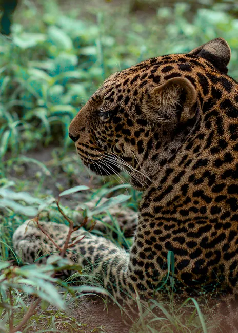 Detail Black Panther Photo Number 5
