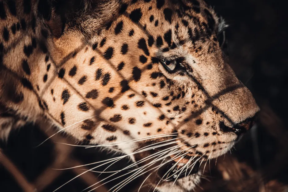Detail Black Panther Photo Number 6
