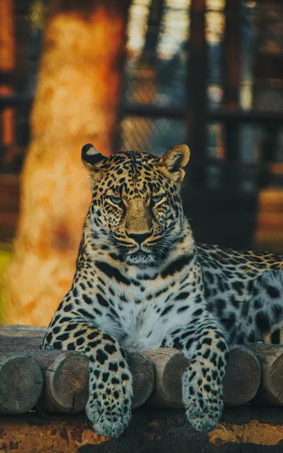 Detail Black Panther Photo Number 8