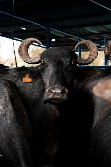 Detail Buffalo Portrait Photo Number 2