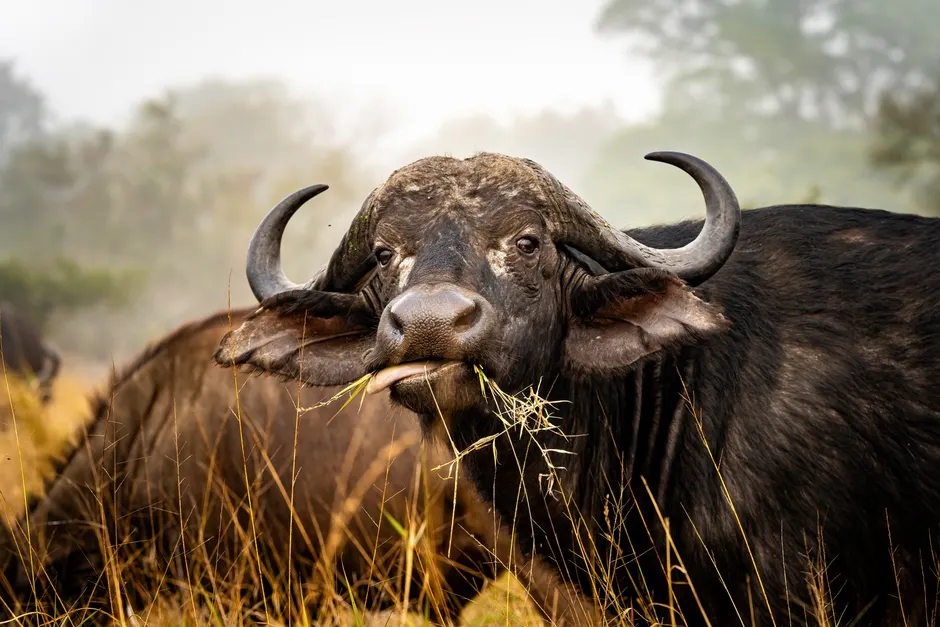 Detail Buffalo Portrait Photo Number 3