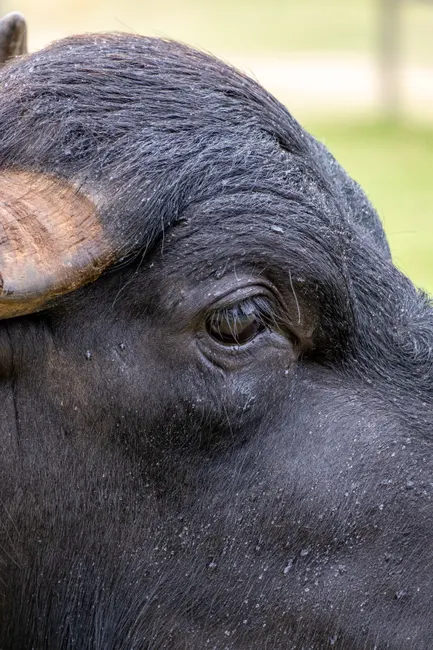Detail Buffalo Portrait Photo Number 4
