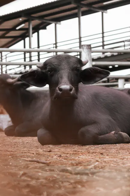 Detail Buffalo Portrait Photo Number 5