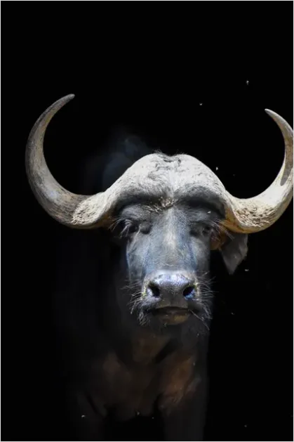 Detail Buffalo Portrait Photo Number 6