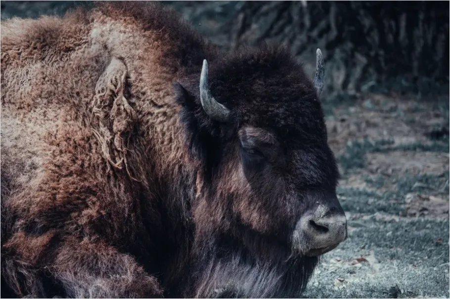 Detail Buffalo Portrait Photo Number 7