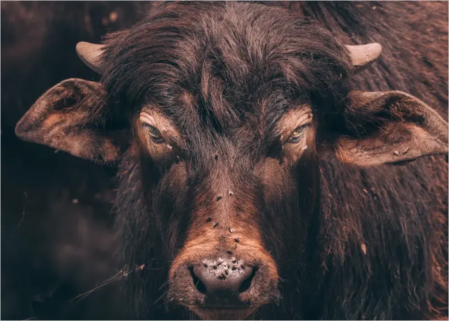 Detail Buffalo Portrait Photo Number 8