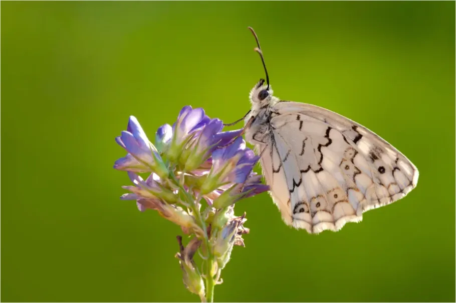 Detail Butterfly Macro On Flower Number 2