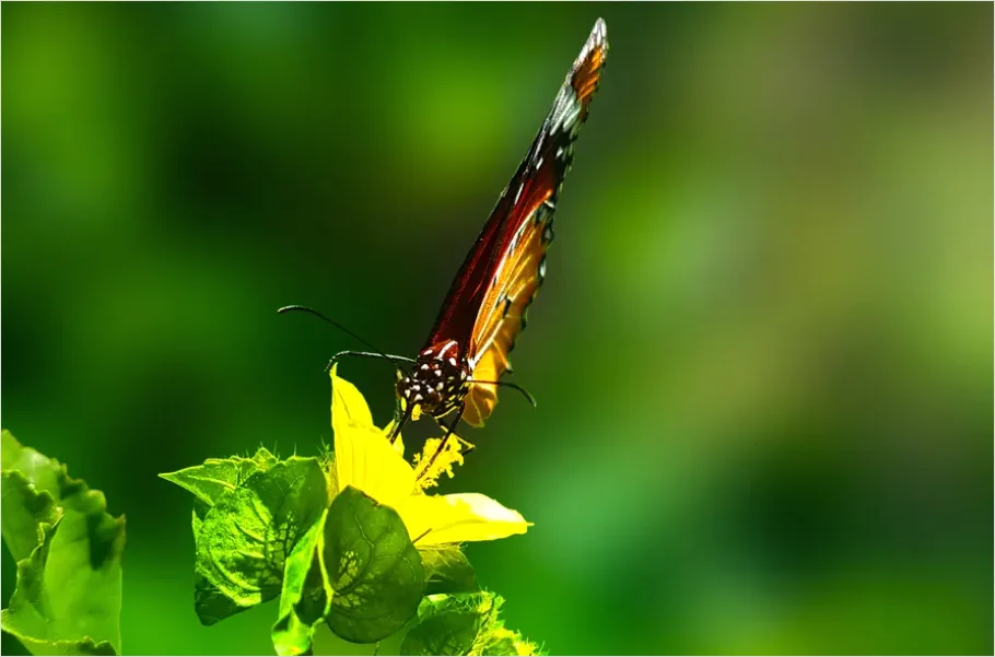 Detail Butterfly Macro On Flower Number 4