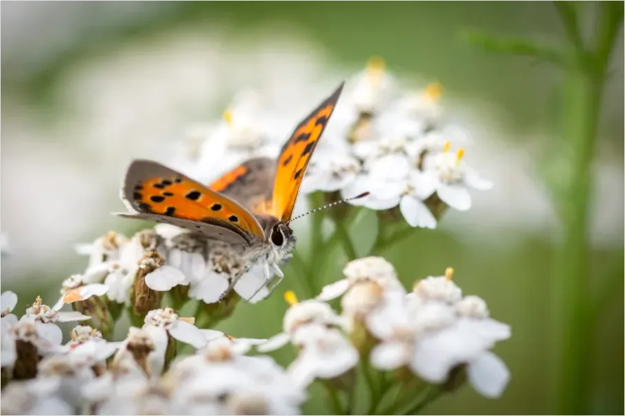 Detail Butterfly Macro On Flower Number 5