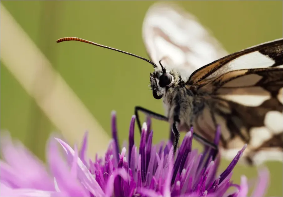 Detail Butterfly Macro On Flower Number 7