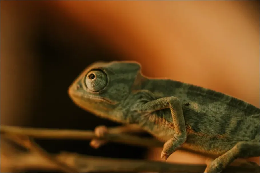 Chameleon Close Up Macro 6bdd