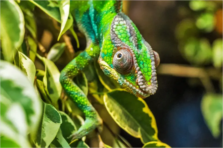 Detail Chameleon Close Up Macro Number 2