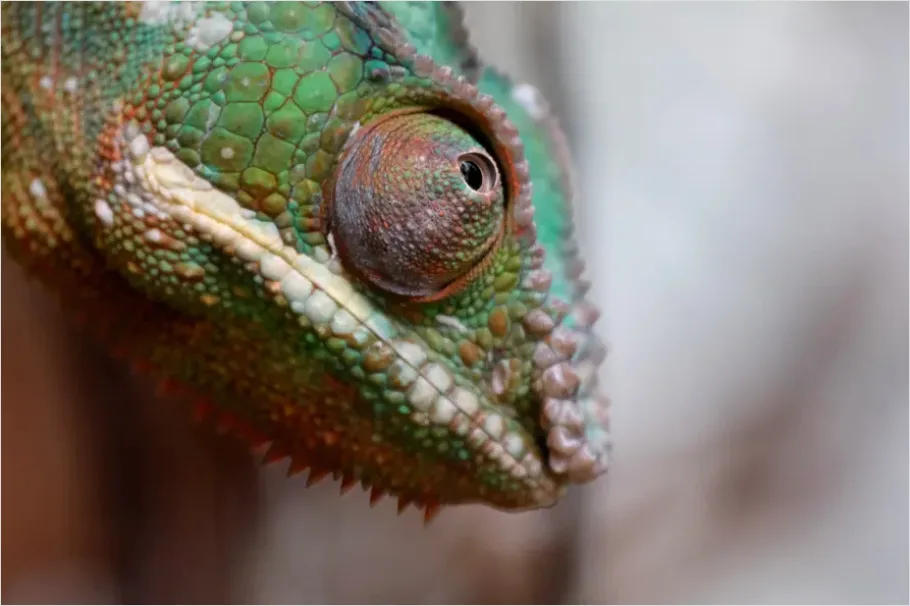 Detail Chameleon Close Up Macro Number 3