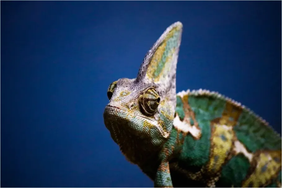 Detail Chameleon Close Up Macro Number 4