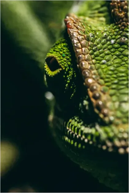 Detail Chameleon Close Up Macro Number 5