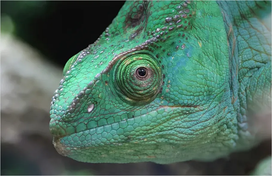 Detail Chameleon Close Up Macro Number 6