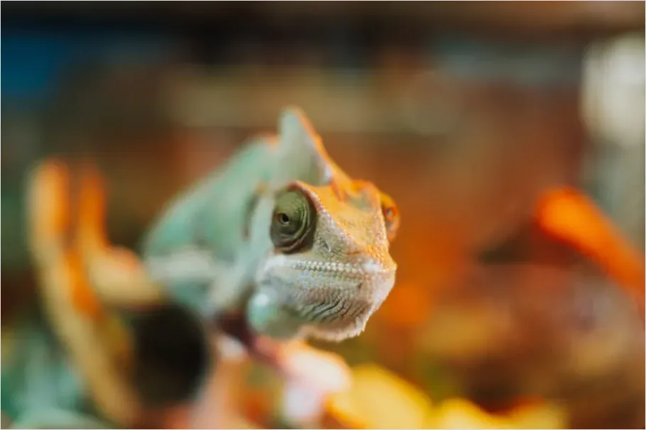 Detail Chameleon Close Up Macro Number 7