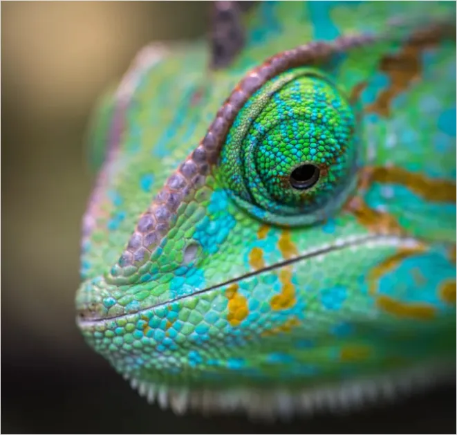 Detail Chameleon Close Up Macro Number 8