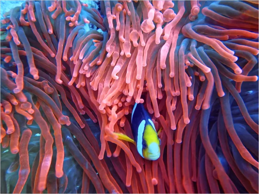 Detail Clownfish Anemone Close Up Number 2