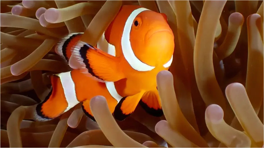 Detail Clownfish Anemone Close Up Number 3