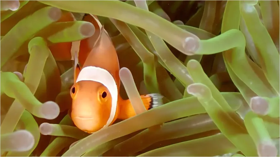 Detail Clownfish Anemone Close Up Number 4